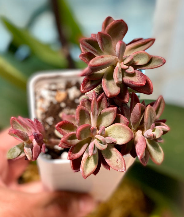 Echeveria cv. Razy