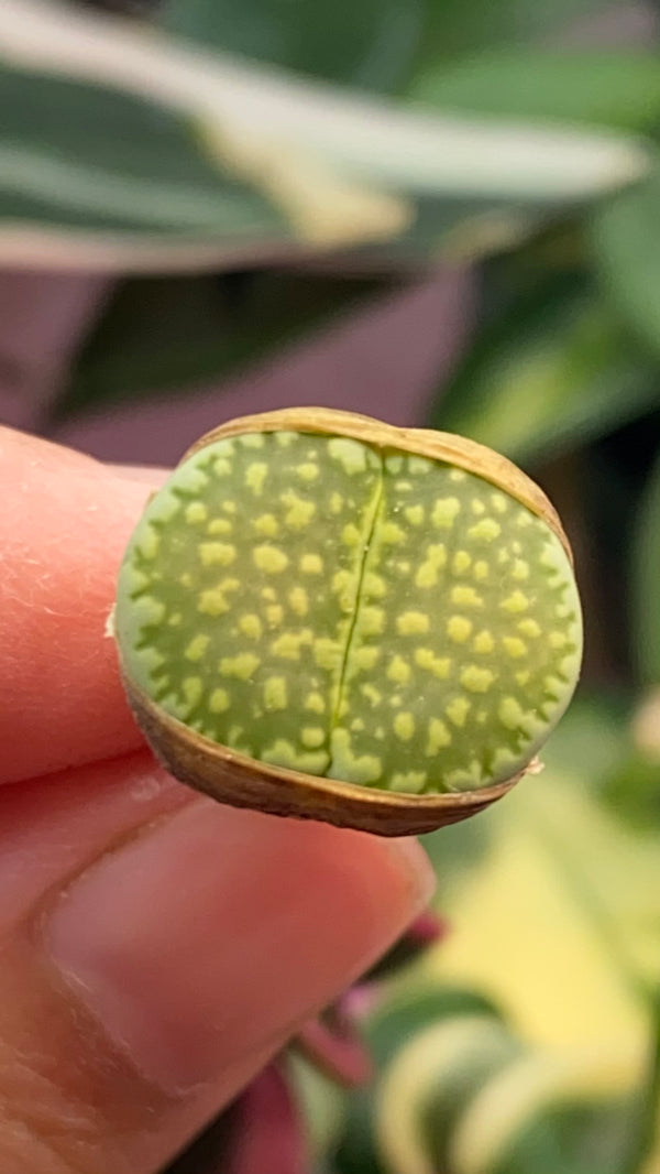 Lithop spp.