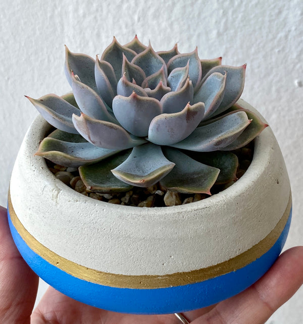 Blue/Gold Round Concrete Planter with Echeveria.