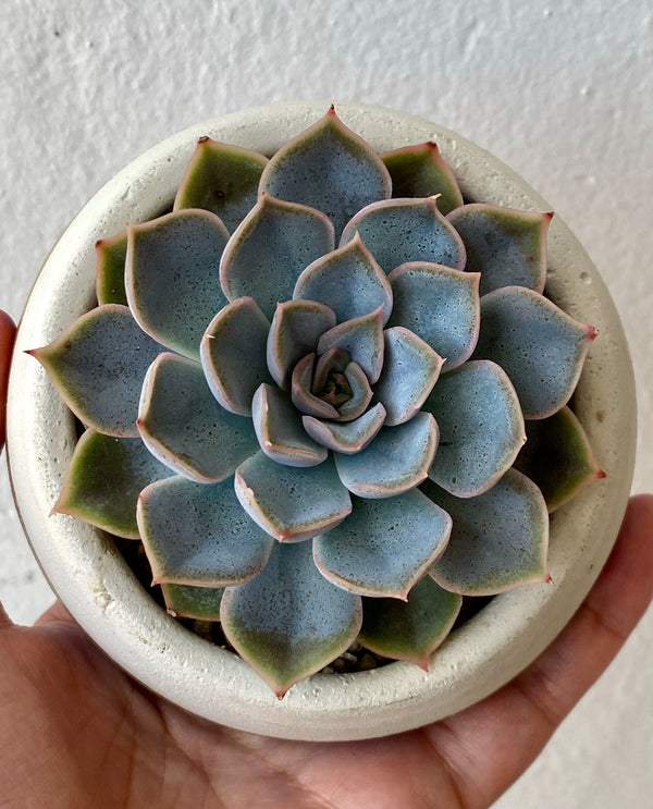 Blue/Gold Round Concrete Planter with Echeveria.