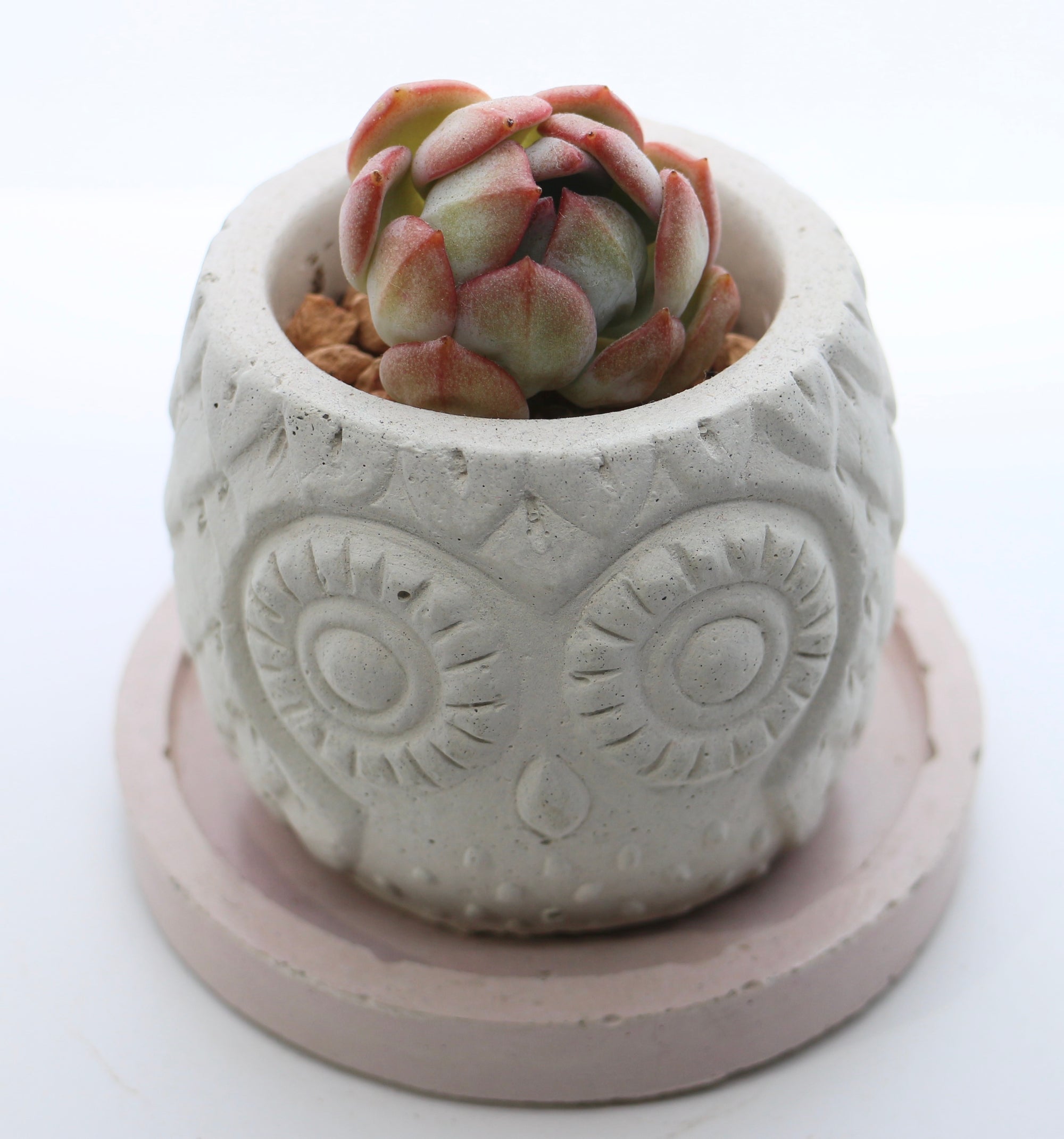 korean succulent pots Handmade Owl Planter with Rare Korean Succulent