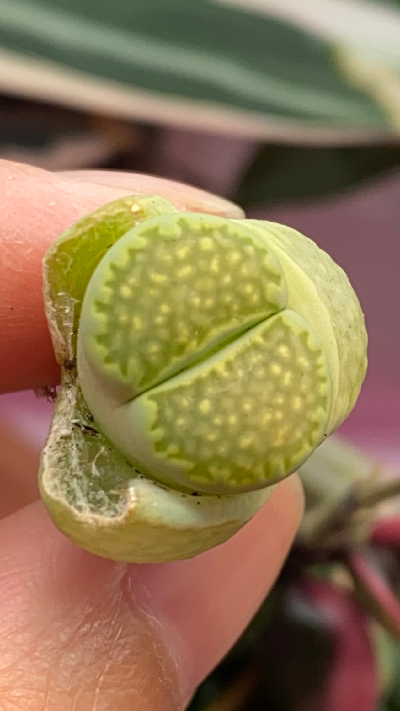 Lithop spp.