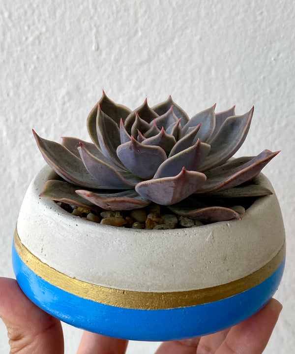 Blue/Gold Round Concrete Planter with Echeveria.