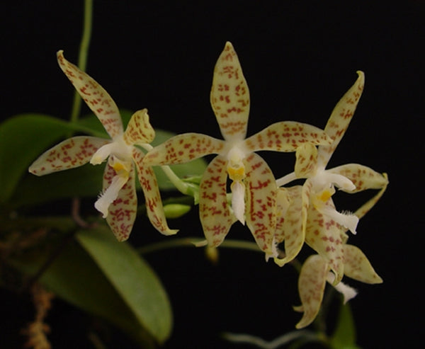 Phal Pellens